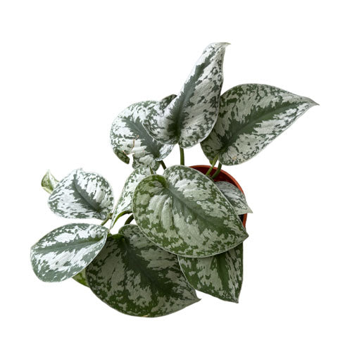 Scindapsus pictus exotica, Satin Pothos (0.25m)
