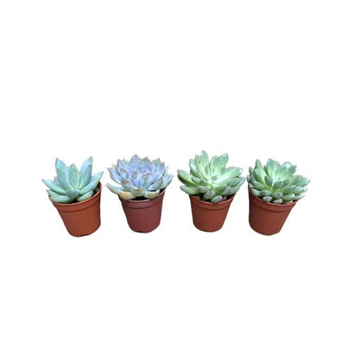 Assorted Succulent (0.06m-0.1m)