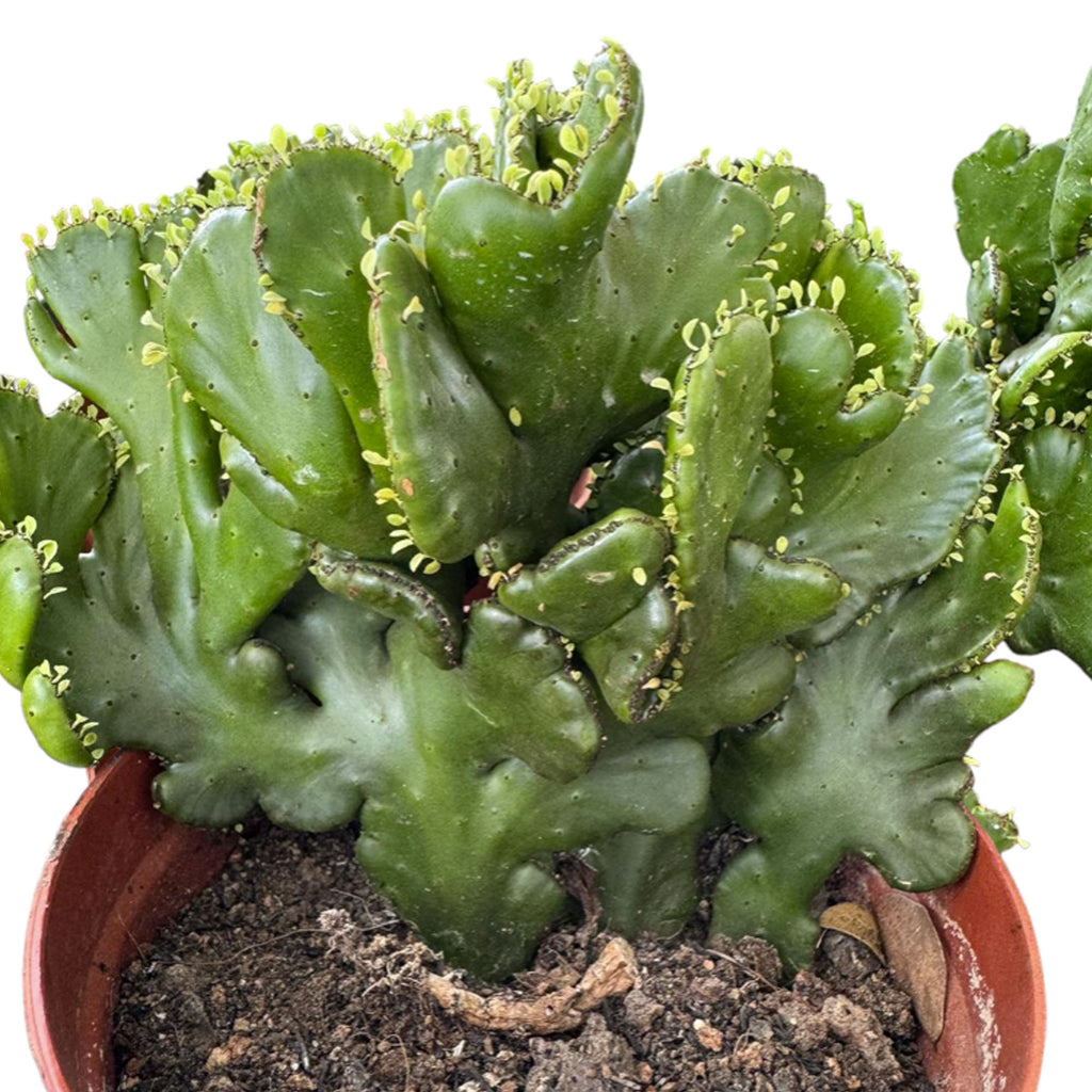 Euphorbia Oncoclada (0.25mh)