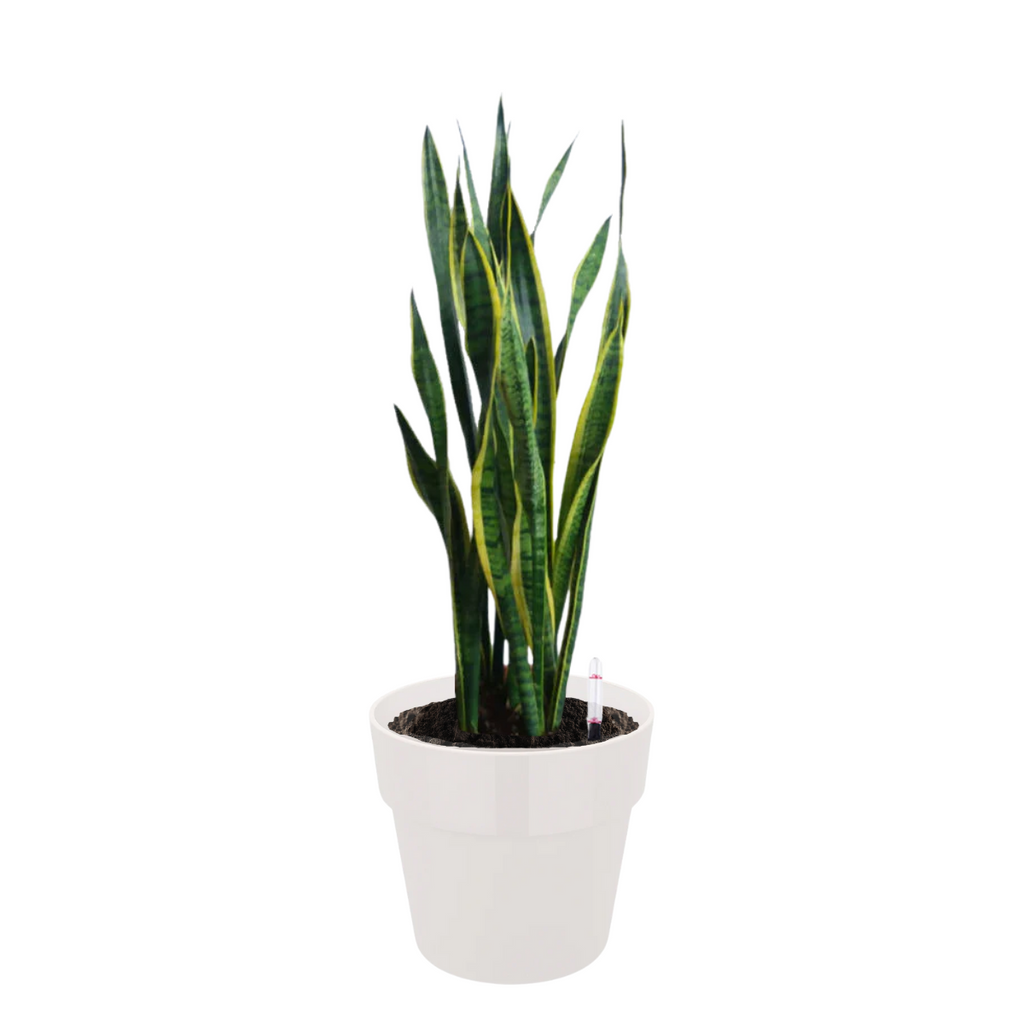 Snake Plant in White B. for Original Round 30cm (0.9mH)