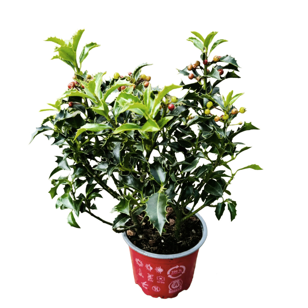 Ilex Aquifolium, Holly Berry 'Alaska' (0.2mH)