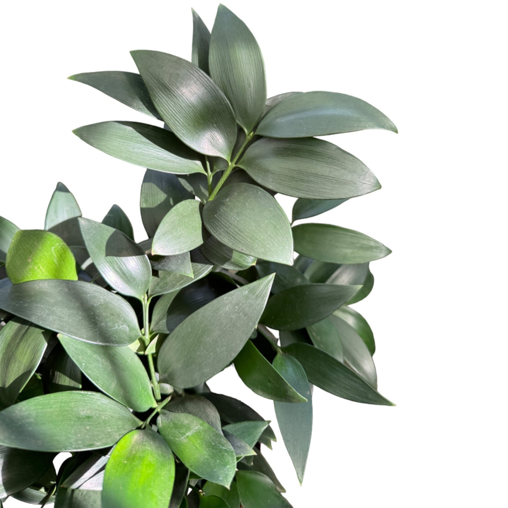 Podocarpus nagi, Nageia nagi (0.30m)