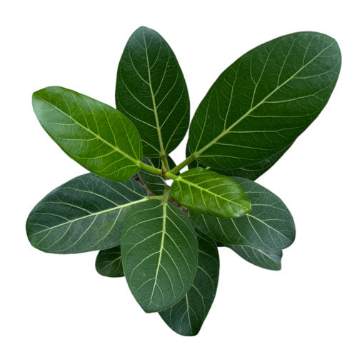 Ficus benghalensis, Ficus Audrey [日本富贵榕] (curved stem)(0.5m)