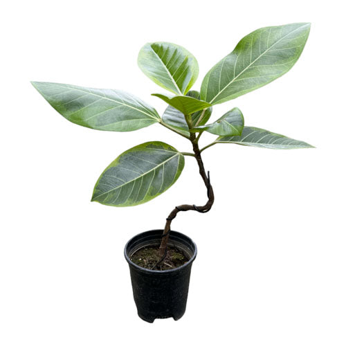 Ficus Elastica ‘Lemon Lime’, Rubber Plant (curved stem)(0.4m)