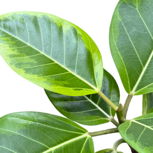 Ficus Elastica ‘Lemon Lime’, Rubber Plant (curved stem)(0.4m)