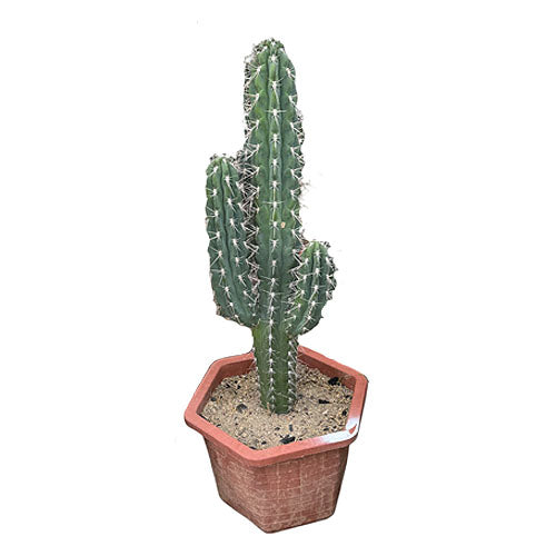Stetsonia coryne, Toothpick Cactus (0.9m)