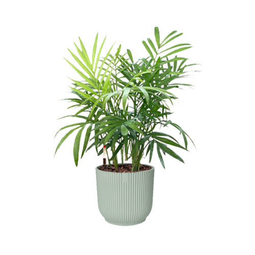 Mini Bamboo Palm in Mini Sorbet Green Vibes Fold Round