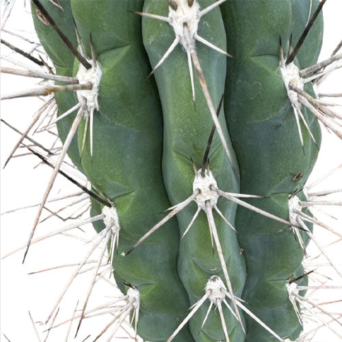 Stetsonia coryne, Toothpick Cactus (0.9m)