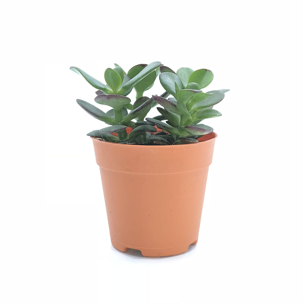 Crassula ovata, Jade Plant (0.1m)