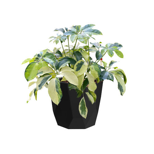 Variegated Dwarf Umbrella Tree in B. For Rock Living Black