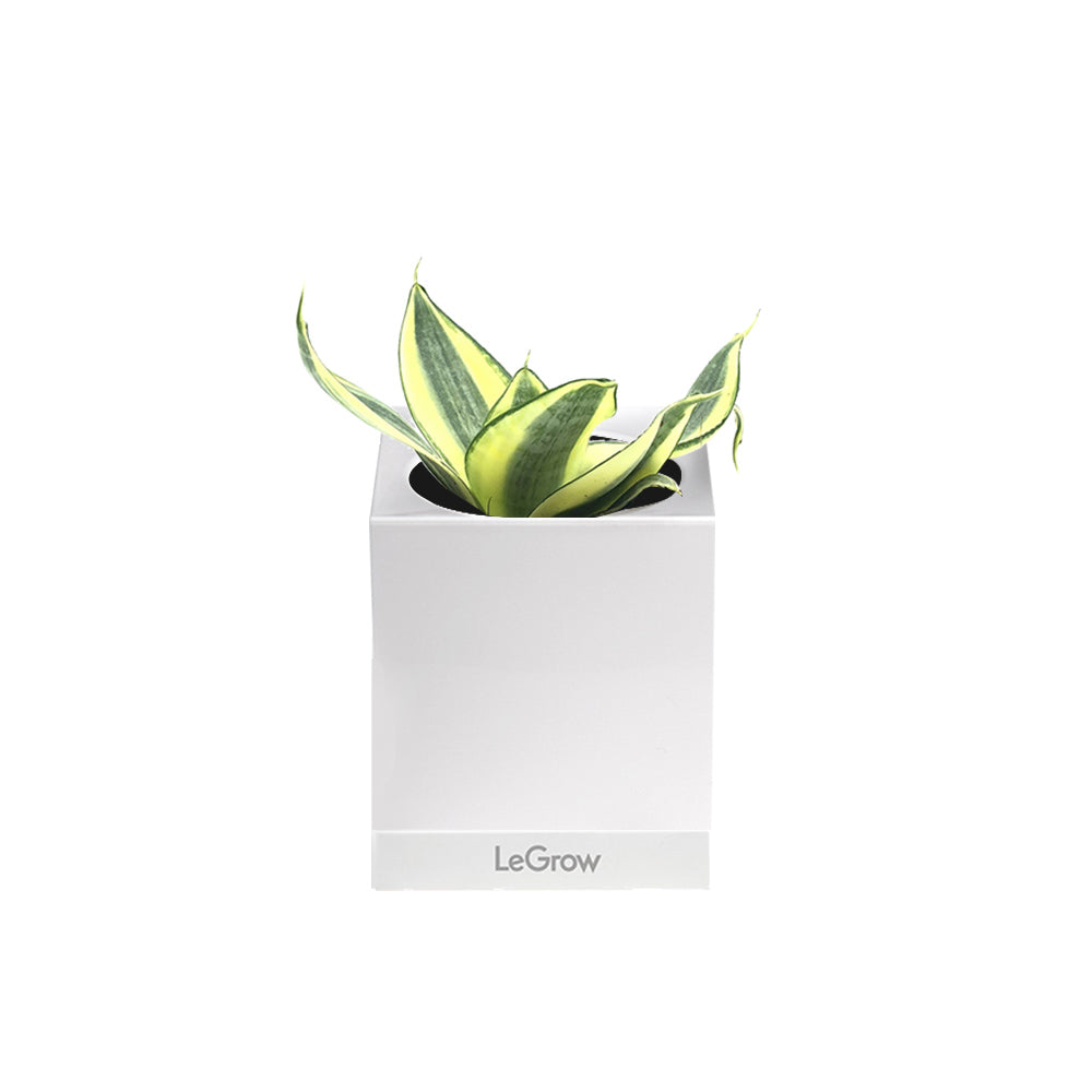 LeGrow Single with Snake Plant