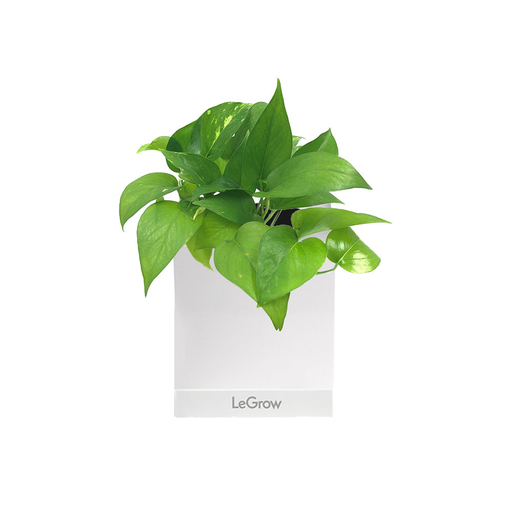 LeGrow Single with Money Plant