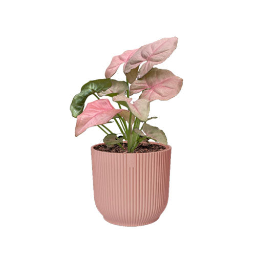 Miniature Syngonium podophyllum Pink in Delicate Pink Vibes Fold