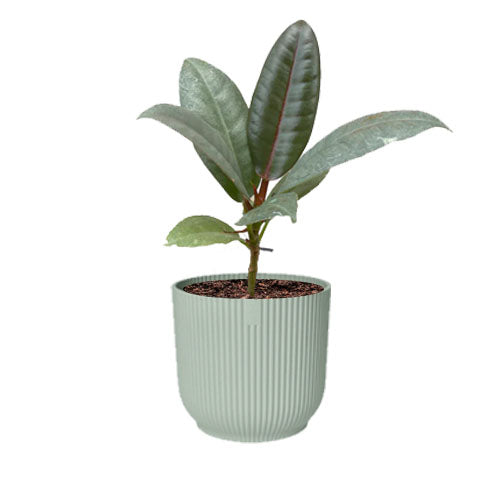 Miniature Ficus elastica 'Ruby' in Sorbet Green Vibes Fold Round