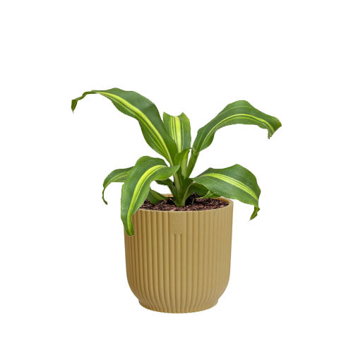 Miniature Dracaena Fragrans in Butter Yellow Vibes Fold