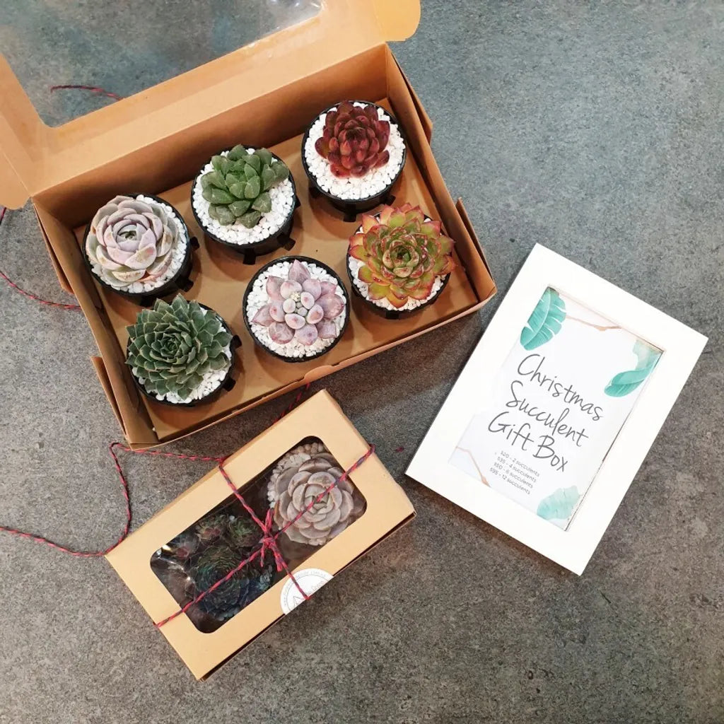 Christmas Succulent Gift Box - 6pc