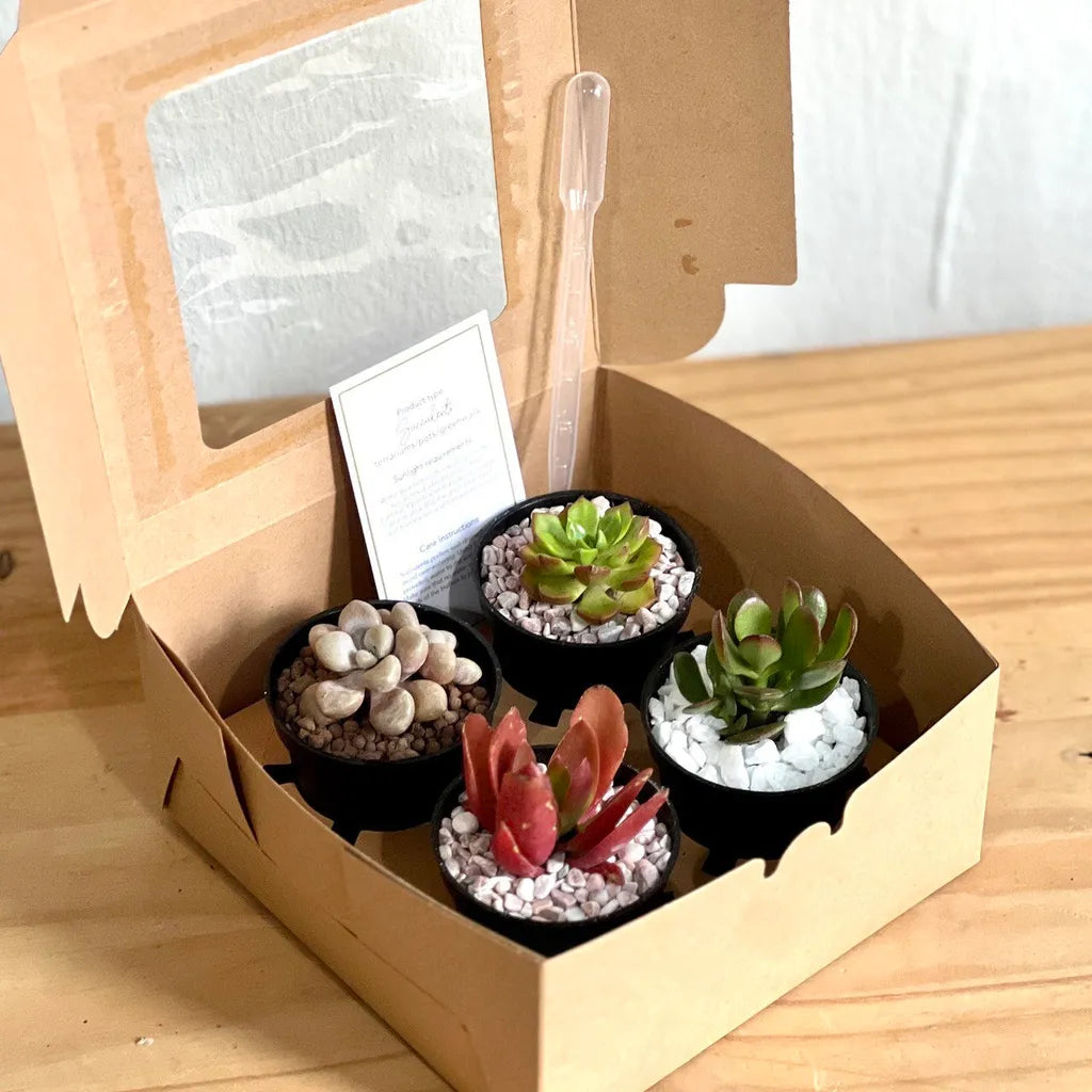 Christmas Succulent Gift Box - 4pc