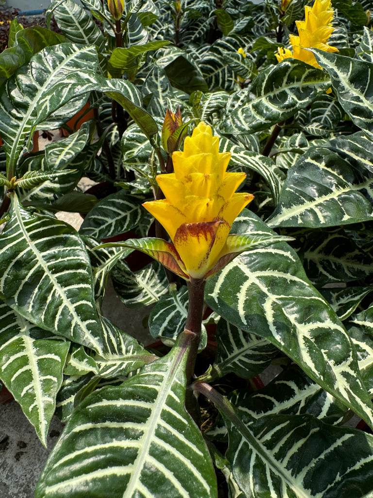 Aphelandra squarrosa, Zebra Plant (0.4m)