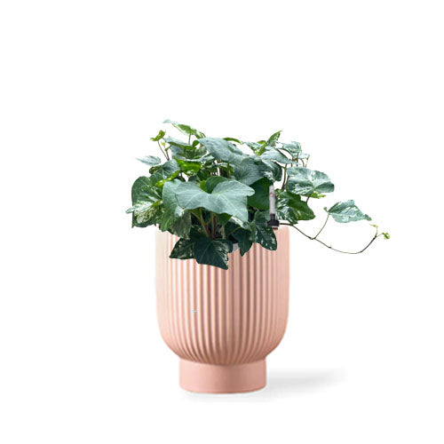 English Ivy Variegated in Camille Planter (0.20m)