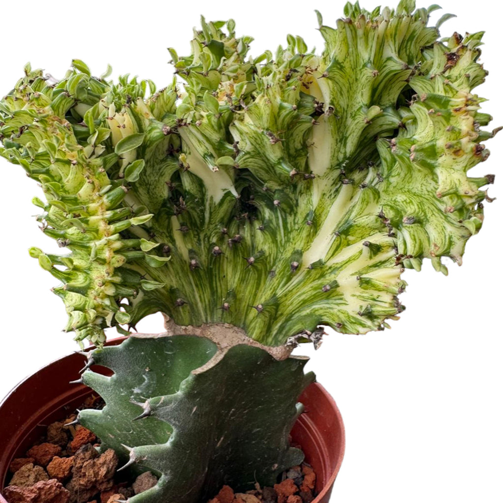 Euphorbia Lactea Christata Variegata (0.2mh)