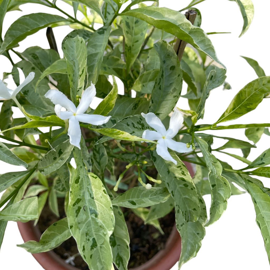 Tabernaemontana Divaricata variegated, Variegated Pinwheel Flower (1.1m)