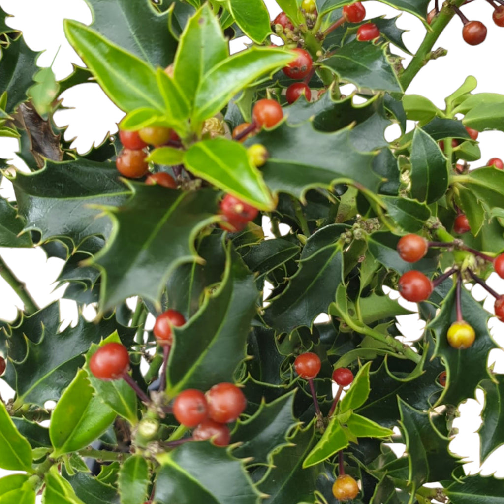 Ilex Aquifolium, Holly Berry 'Alaska' (0.2mH)