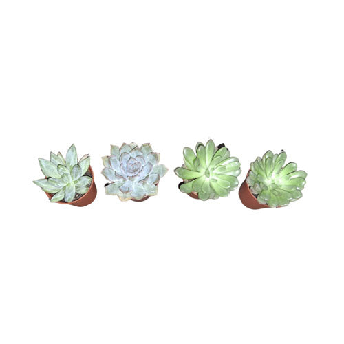 Assorted Succulent (0.06m-0.1m)