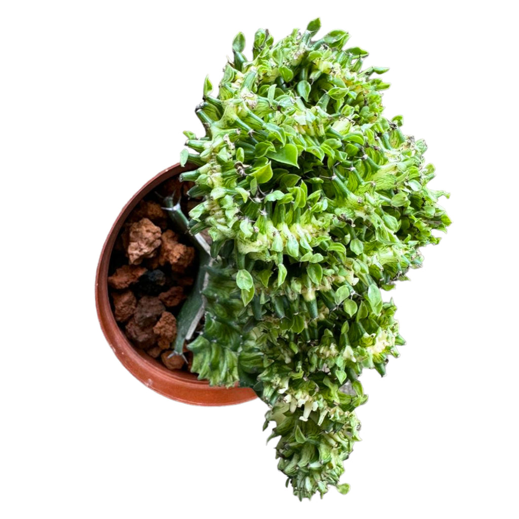 Euphorbia Lactea Christata Variegata (0.2mh)