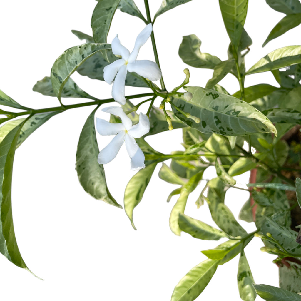 Tabernaemontana Divaricata variegated, Variegated Pinwheel Flower (1.1m)