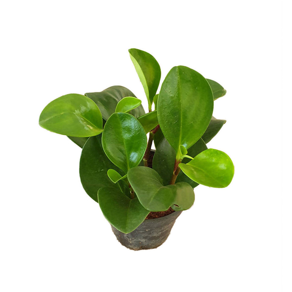 Peperomia Obtusifolia in White B. for Original Round 14cm (0.15m)