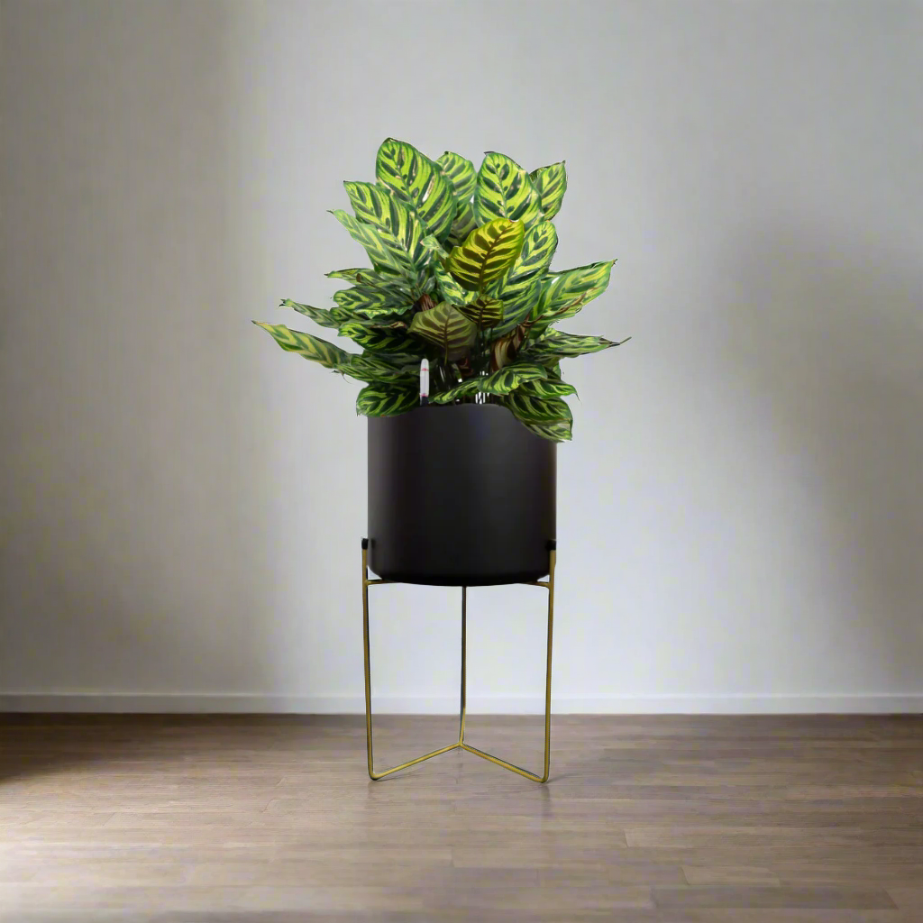 Calathea makoyana, Peacock Plant in Belen Planter (M) (0.90mH)