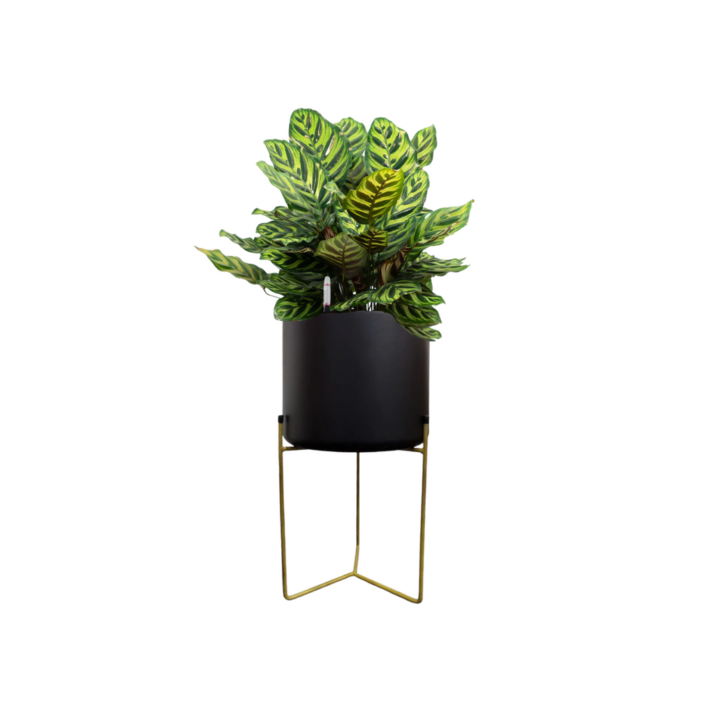Calathea makoyana, Peacock Plant in Belen Planter (M) (0.90mH)