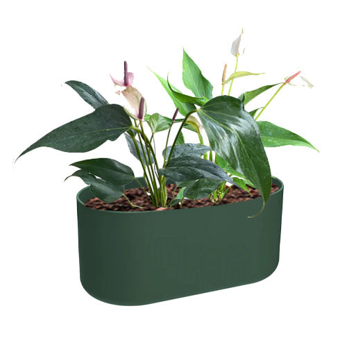 Mini Anthurium in  Leaf Green B. for Soft Duo