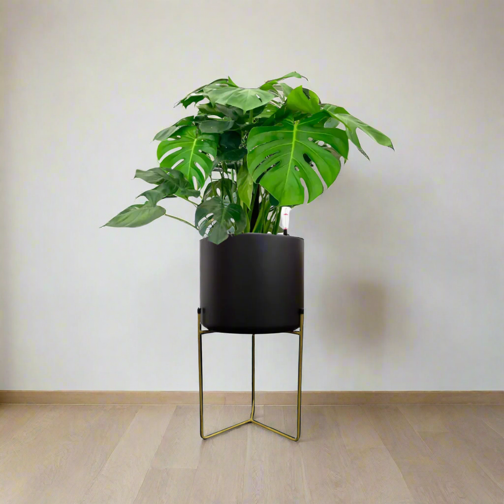Monstera deliciosa, Swiss Cheese Plant in Belen Planter (M) (0.90mH)