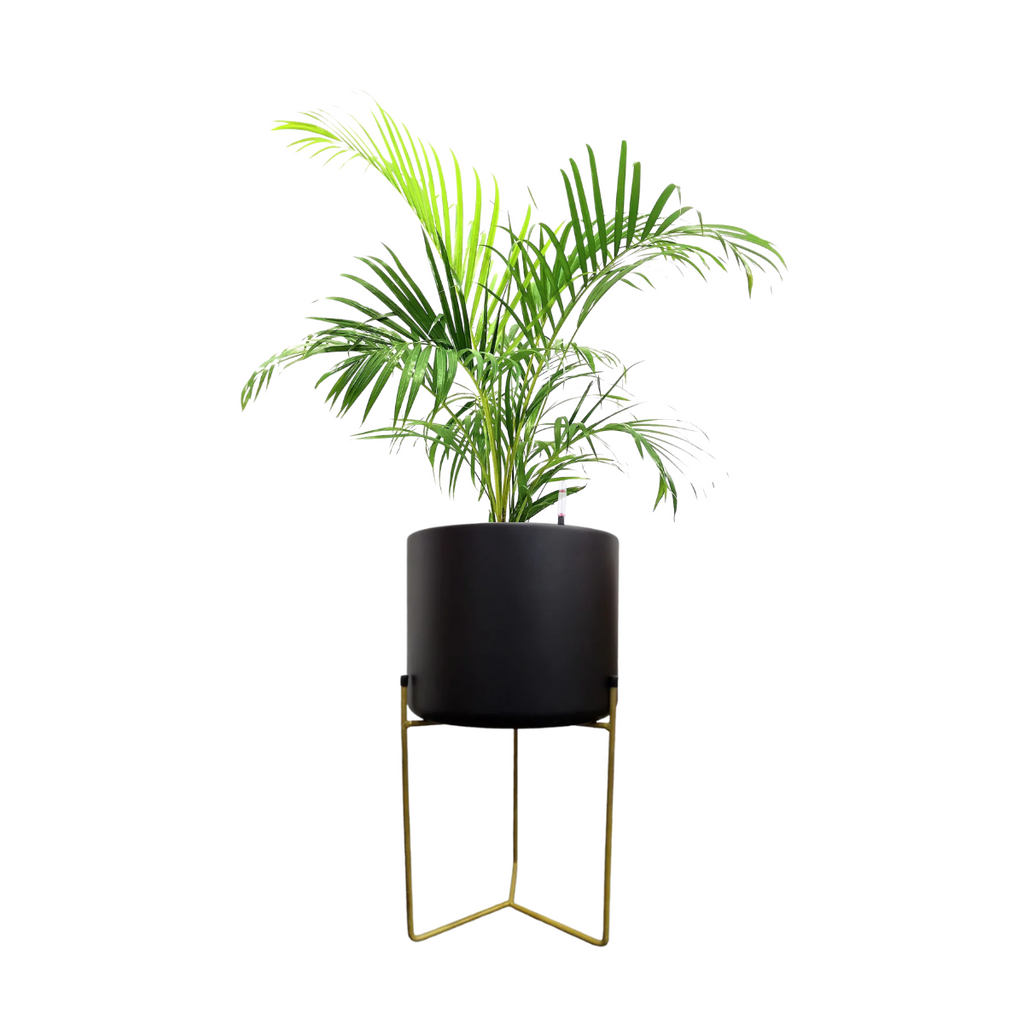 Dypsis lutescens, Yellow Palm in Belen Planter (M)