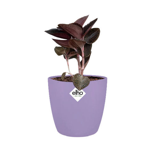 Jewel Orchid in New Violet Brussels Round Mini