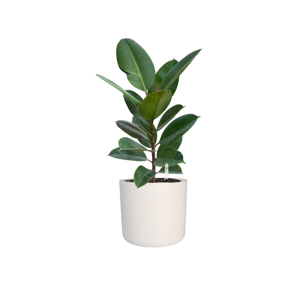 Ficus Shivereana in White B. for soft round (0.55m)