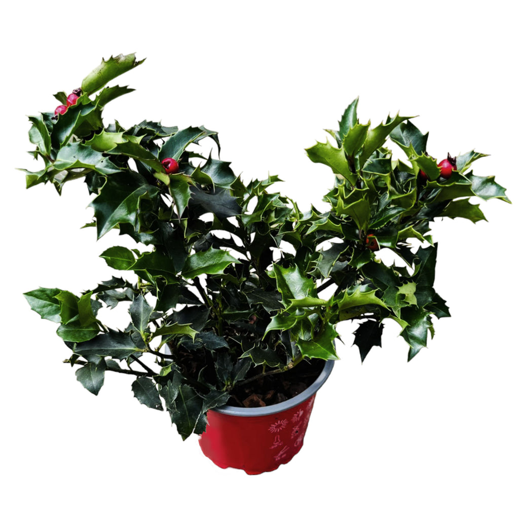 Ilex Aquifolium, Holly Berry (0.15mH)