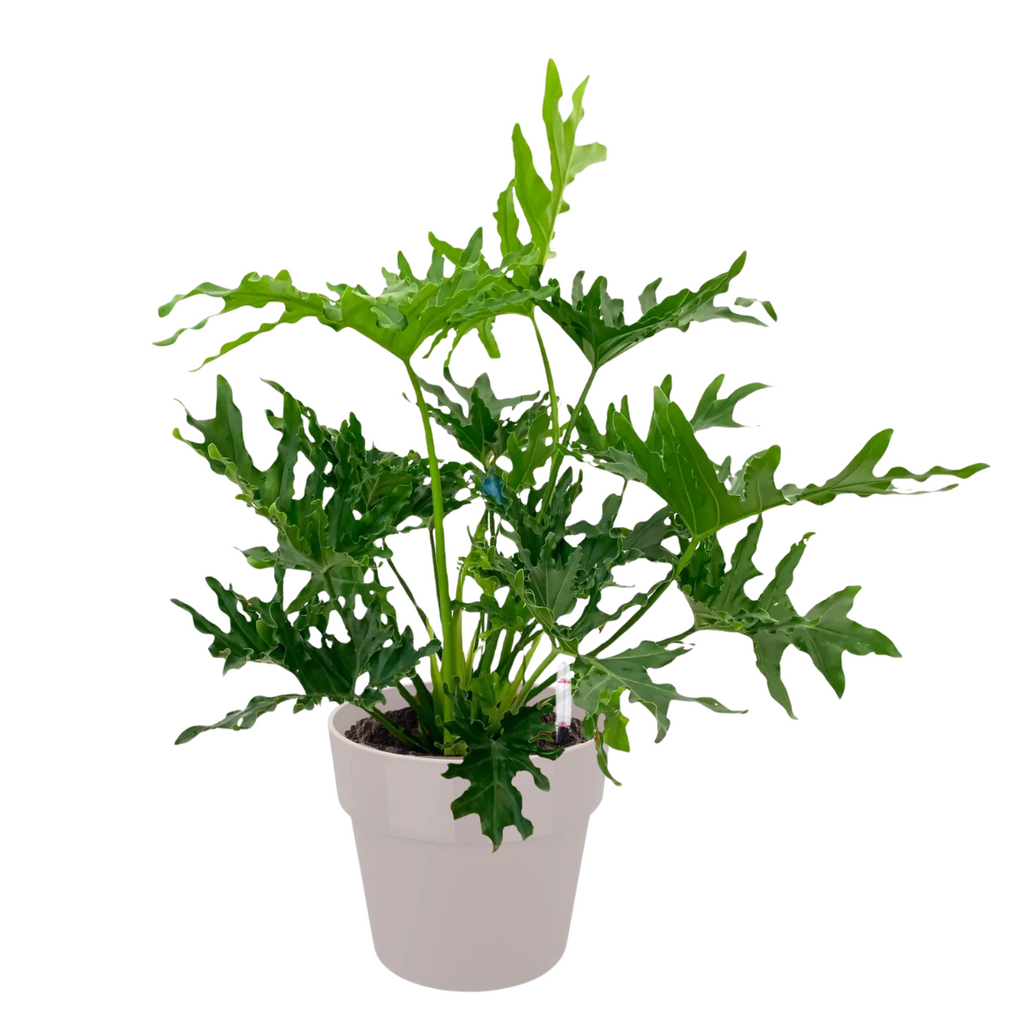 Philodendron selloum in Warm Grey B. for Original Round 30cm (0.6mH)