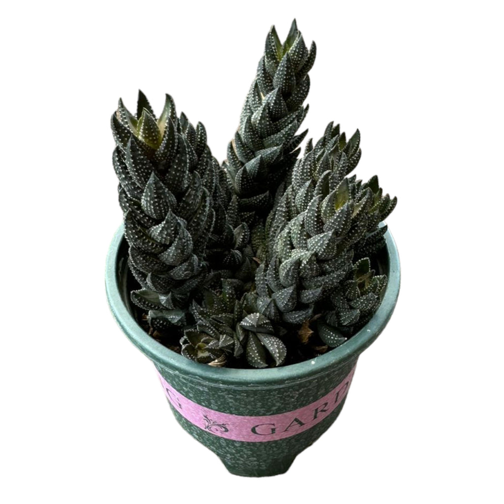 Haworthia Reinwardtii (0.2mh)