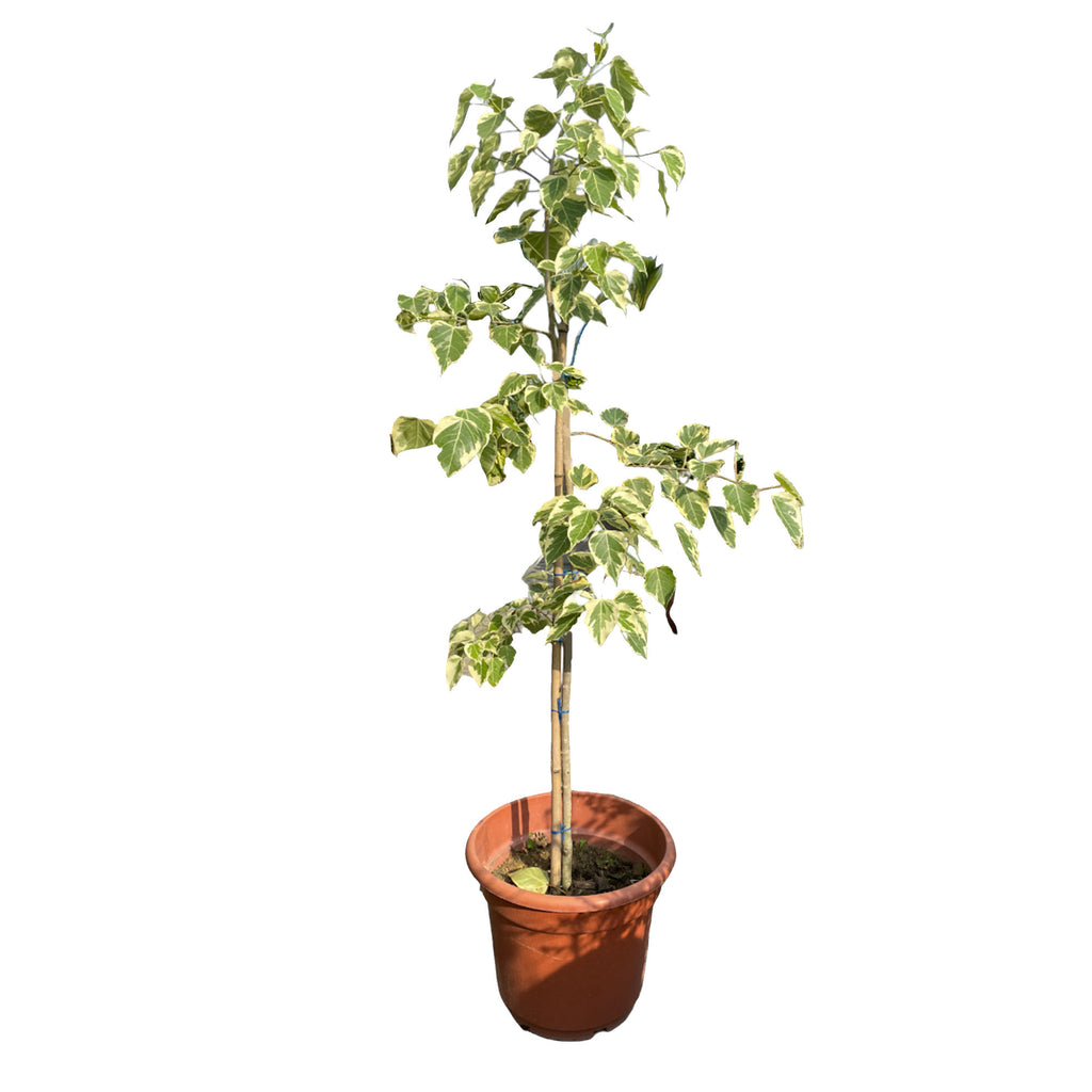 Ficus Benjamina Variegated White (1.65m)