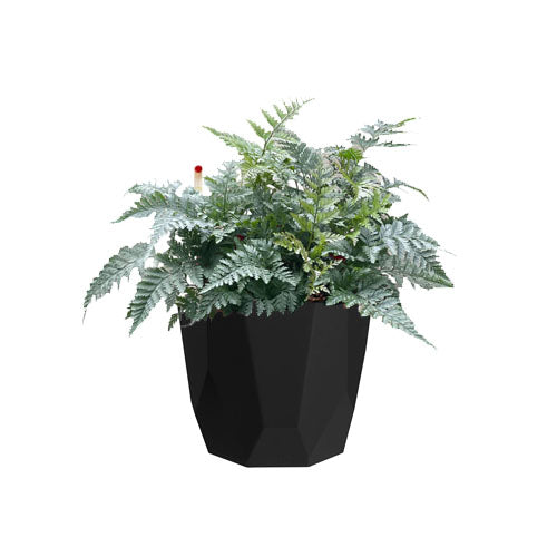Rabbit's Foot Fern in Living Black B. For Rock