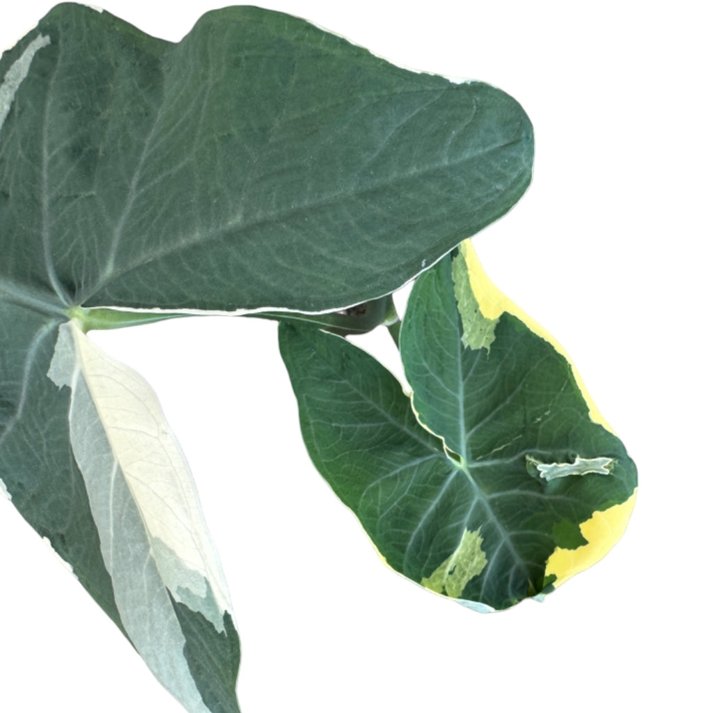 Alocasia Xanthosoma Variegatas, Mickey Mouse (0.4mH)
