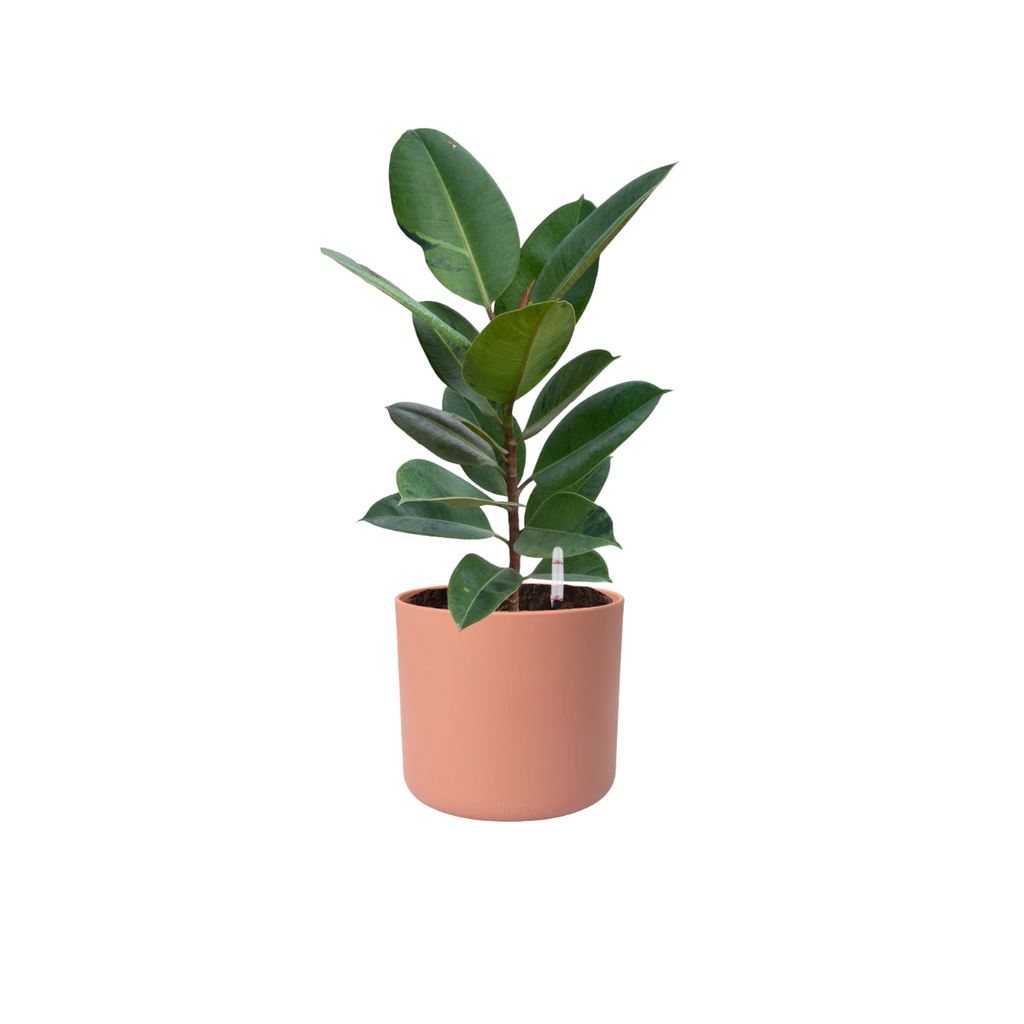 Ficus Shivereana in Delicate Pink B. for soft round (0.55m)