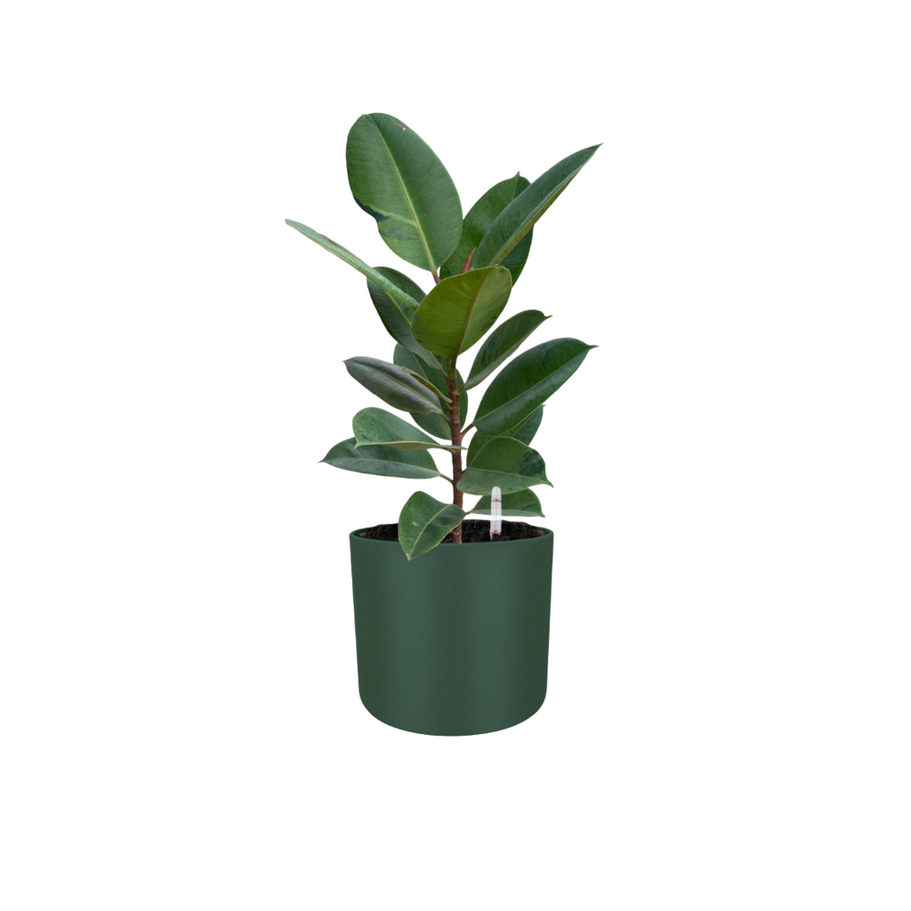 Ficus Shivereana in Leaf Green B. for soft round (0.55m)