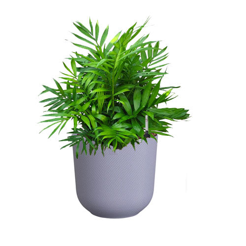 Bamboo Palm in Lavender Lilac Jazz Round