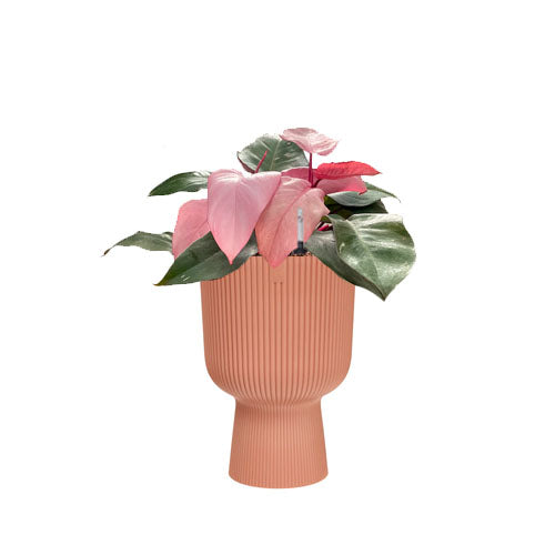 Pink Princess in Delicate Pink Vibes Fold Coupe