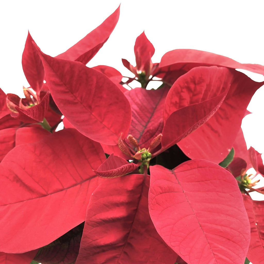 Poinsettia Red in Metallic Black Brussels Oval 36cm (0.3m)
