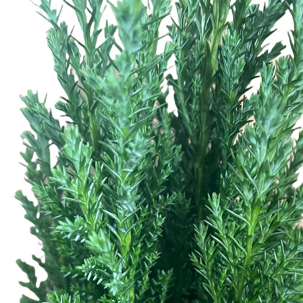 Chamaecyparis lawsoniana ‘Ellwoodii’, Mini Christmas Tree (0.25m)