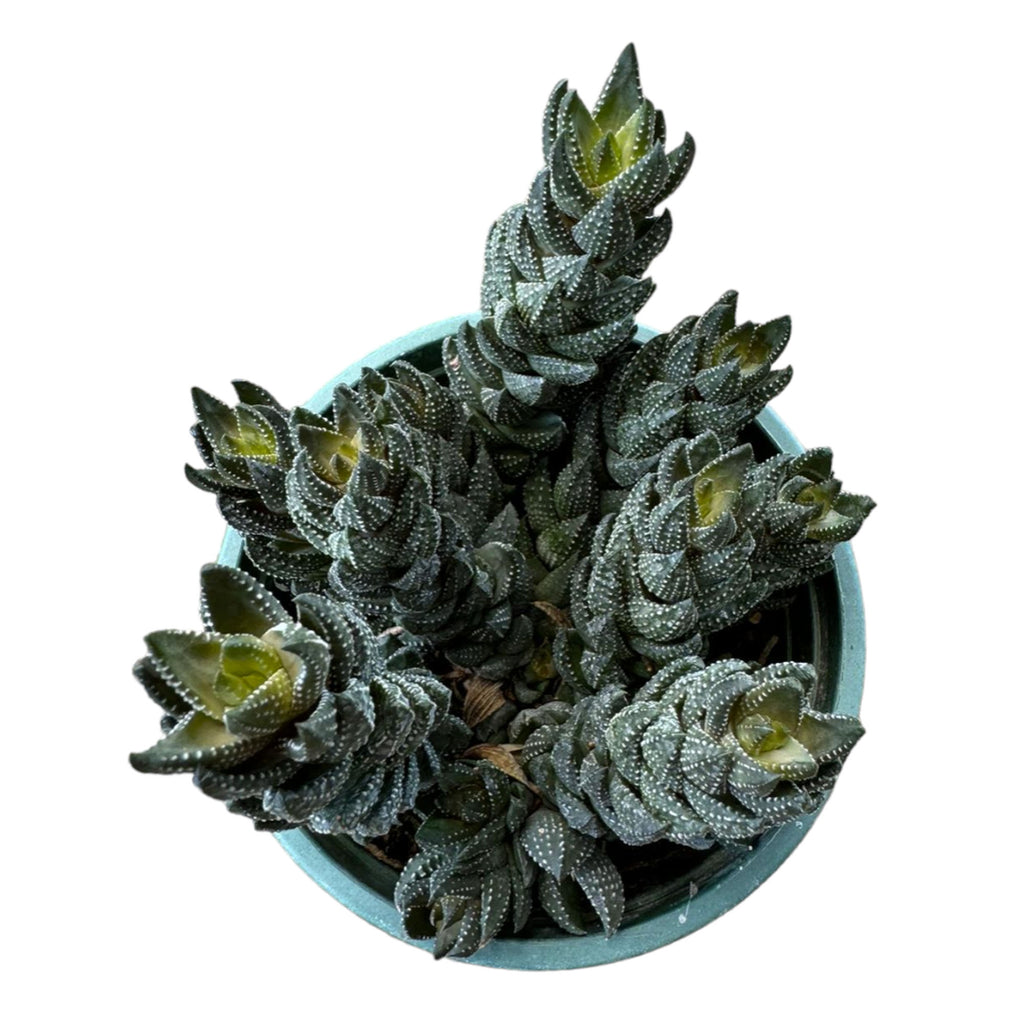 Haworthia Reinwardtii (0.2mh)